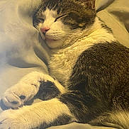 Lucky joined the competition — help win amazing prizes! cat, sleeping, cozy, paws, fur, blanket, indoor, pet, relaxed, closeup, whiskers, pink_nose, tabby, white_fur, resting, cute, domestic_animal, soft, calm, animal