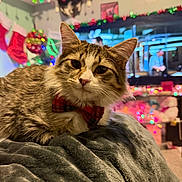 Papito joined the competition — help win amazing prizes! cat, tabby_cat, bow_tie, blanket, indoor, holiday_decorations, christmas_lights, festive, cozy, soft_texture, feline, pet, closeup, cute, relaxed, colorful, decor, background, warm_lighting, domestic_animal
