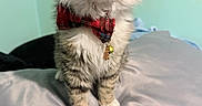 Papito is registered to the contest to win money with this photo: cat, tabby, bow_tie, pet, fluffy, whiskers, indoor, pillow, curious, cute, small, fur, animal, collar, domestic_animal, face, sitting, background, close_up, adorable