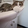 Papito is registered to the contest to win money with this photo: cat, tabby, sink, bathroom, paw, cabinet, tiled_floor, relaxed, lounging, pet, feline, indoor, white, fur, closeup, resting, cute, animal, domestic, comfortable
