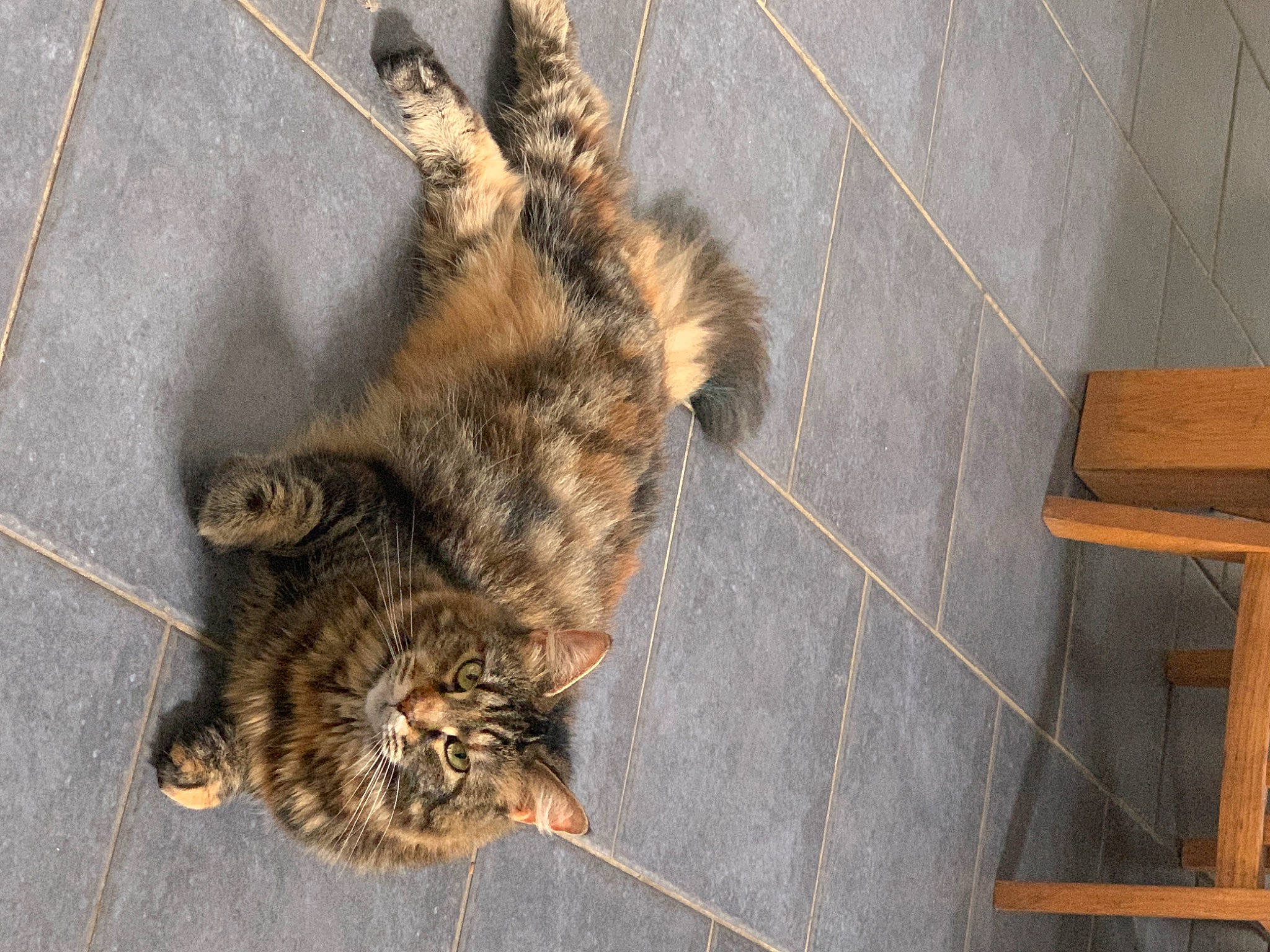 Féline participe au concours pour gagner de l'argent avec cette photo : carnivore, cat, chair, claw, domestic_short_haired_cat, felidae, floor, flooring, fur, hardwood, paw, road_surface, small_to_medium_sized_cats, snout, tail, terrestrial_animal, whiskers, window, wood