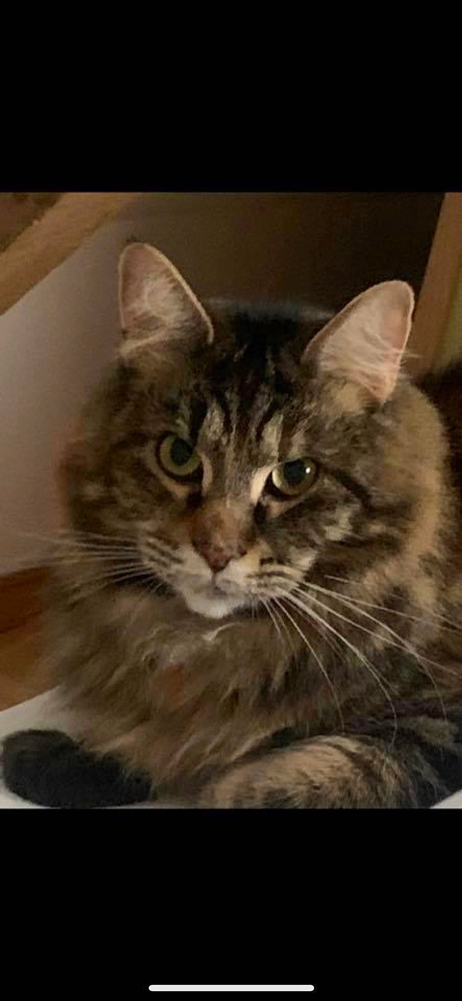 Féline participe au concours pour gagner de l'argent avec cette photo : carnivore, cat, domestic_short_haired_cat, door, felidae, fur, maine_coon, photo_caption, rectangle, small_to_medium_sized_cats, snout, square, terrestrial_animal, whiskers, wildlife, window