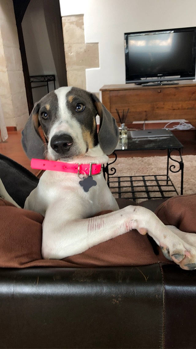 Polka a rejoint le concours — aidez-le/la à gagner de superbes lots ! canidae, carnivore, companion_dog, dog, dog_breed, great_dane, guard_dog, mammal, pointer, snout, sporting_group, treeing_walker_coonhound, vertebrate, working_dog