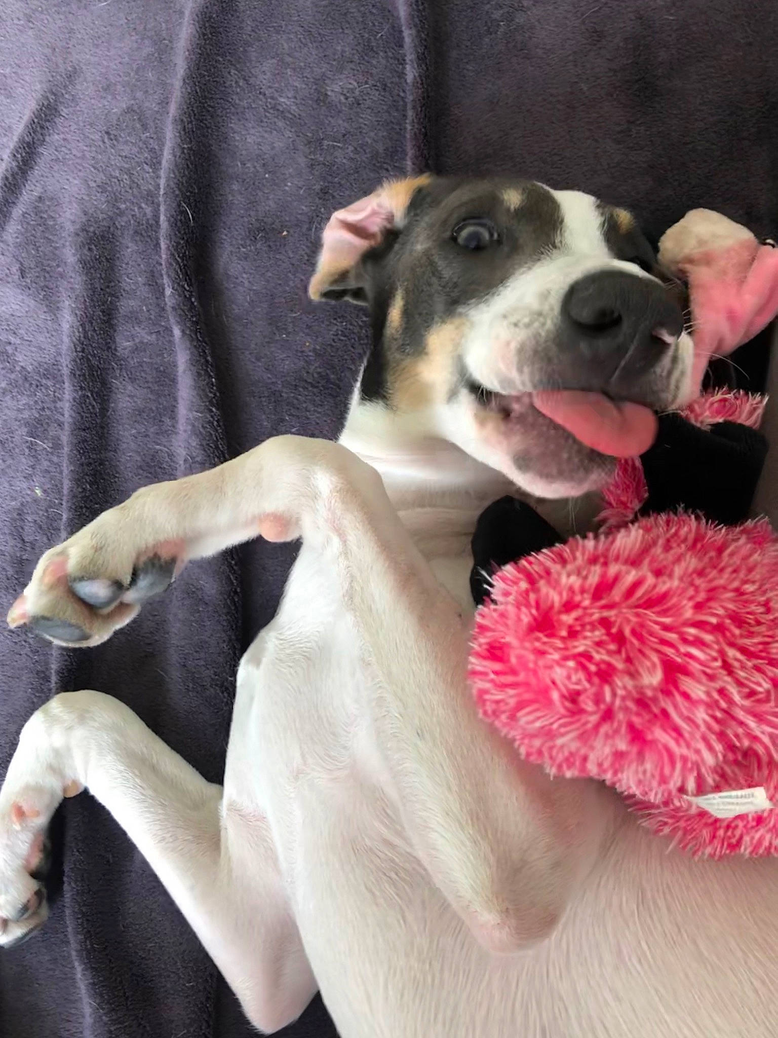 Polka participe au concours pour gagner de l'argent avec cette photo : american_pit_bull_terrier, american_staffordshire_terrier, canidae, carnivore, dog, dog_breed, fawn, feist, italian_greyhound, mammal, non_sporting_group, paw, pink, pit_bull, puppy, snout, vertebrate, whippet