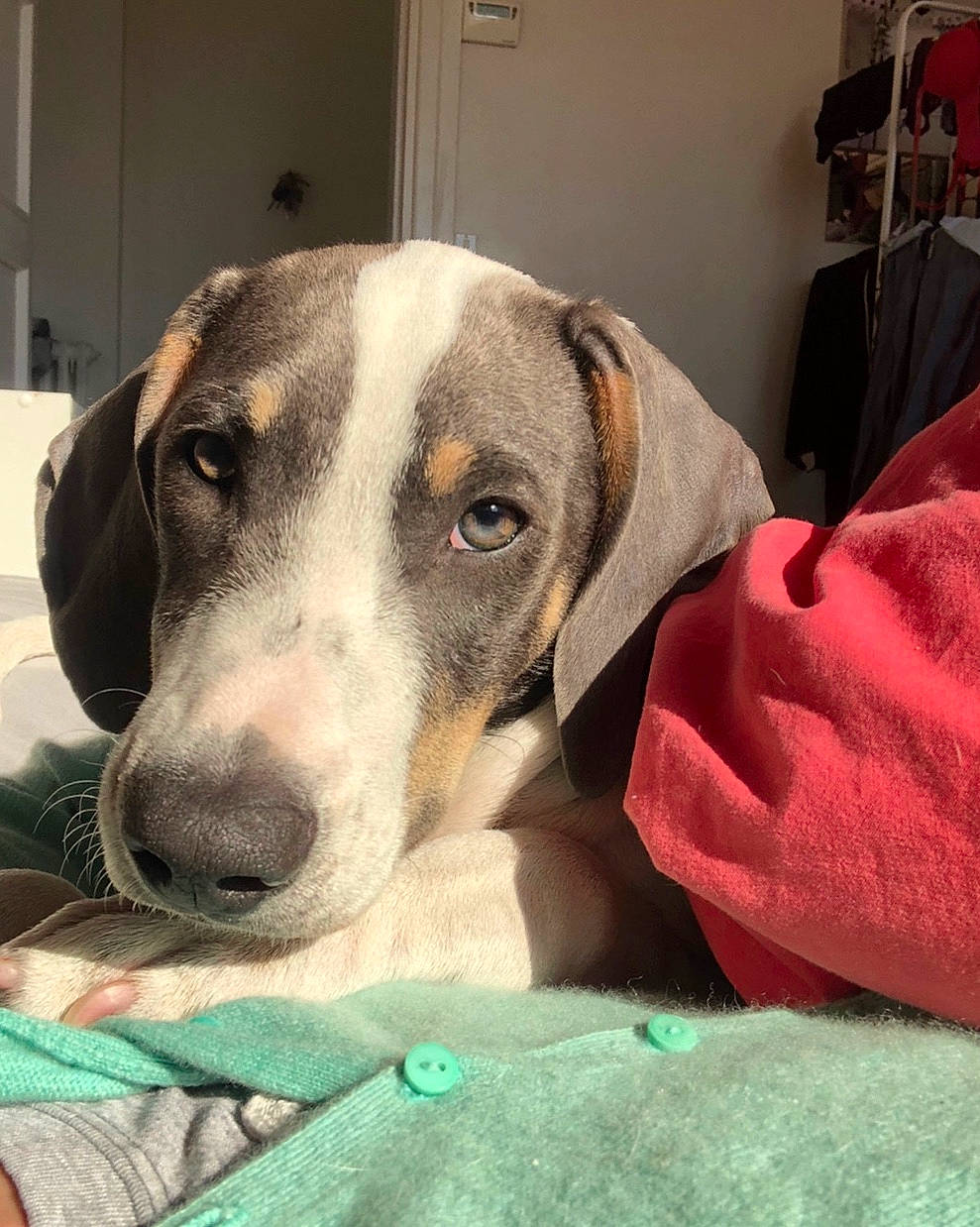 Polka participe au concours pour gagner de l'argent avec cette photo : canidae, carnivore, dog, dog_breed, ear, mammal, snout, vertebrate, whiskers