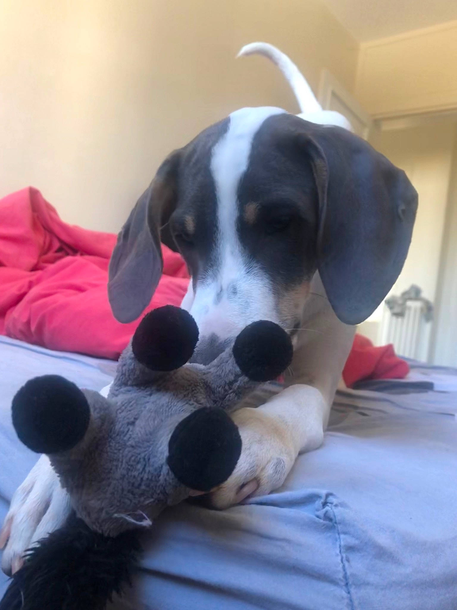 Polka a rejoint le concours — aidez-le/la à gagner de superbes lots ! canidae, carnivore, companion_dog, dog, dog_breed, hound, mammal, pointer, puppy, rare_breed_dog, snout, sporting_group, tail, vertebrate