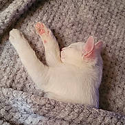 Catspurr is registered to the contest to win money with this photo: animal, blanket, cat, closeup, cozy, cuddly, cute, furry, gray_blanket, home, indoors, kitten, paw, pet, pink_paws, portrait, resting, sleeping, stretching, white_cat