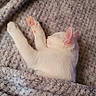 animal, blanket, cat, closeup, cozy, cuddly, cute, furry, gray_blanket, home, indoors, kitten, paw, pet, pink_paws, portrait, resting, sleeping, stretching, white_cat