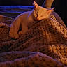 Catspurr is registered to the contest to win money with this photo: bed, bedroom, blanket, cat, cozy, cute, ears, feline, home, indoors, night, pet, photography, relaxed, resting, sleeping, tail, television, warm_lighting, whiskers