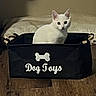 Catspurr is registered to the contest to win money with this photo: animal, bed, bedroom, black_container, cat, cute, dog_toys, ears, furniture, home, indoors, looking_at_camera, pet, sitting, storage_bin, toy_box, whiskers, white_cat, white_fur, wooden_floor