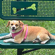 Georgia joined the competition — help win amazing prizes! bench, canine, chainlink_fence, daylight, dog, dog_face, grass, green_bench, happy, lying_down, metal_bench, outdoor, park, paws, pet, pink_harness, portrait, relaxed, tail, tongue_out