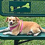 bench, canine, chainlink_fence, daylight, dog, dog_face, grass, green_bench, happy, lying_down, metal_bench, outdoor, park, paws, pet, pink_harness, portrait, relaxed, tail, tongue_out