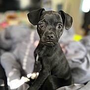 Jared Piglet is registered to the contest to win money with this photo: animal, beagle, blanket, boxer, bulldog, canine, chihuahua, couch, dog, frenchbulldog, furniture, hound, labradorretriever, pet, pitbull, pointer, pug, puppy, snout, terrier