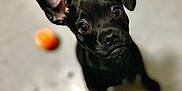 Jared Piglet is registered to the contest to win money with this photo: animal, ball, boxer, bulldog, canine, chihuahua, dog, food, frenchbulldog, fruit, hound, labradorretriever, pet, pitbull, pug, puppy, snout, sport, tennis, tennisball