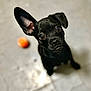 animal, ball, boxer, bulldog, canine, chihuahua, dog, food, frenchbulldog, fruit, hound, labradorretriever, pet, pitbull, pug, puppy, snout, sport, tennis, tennisball