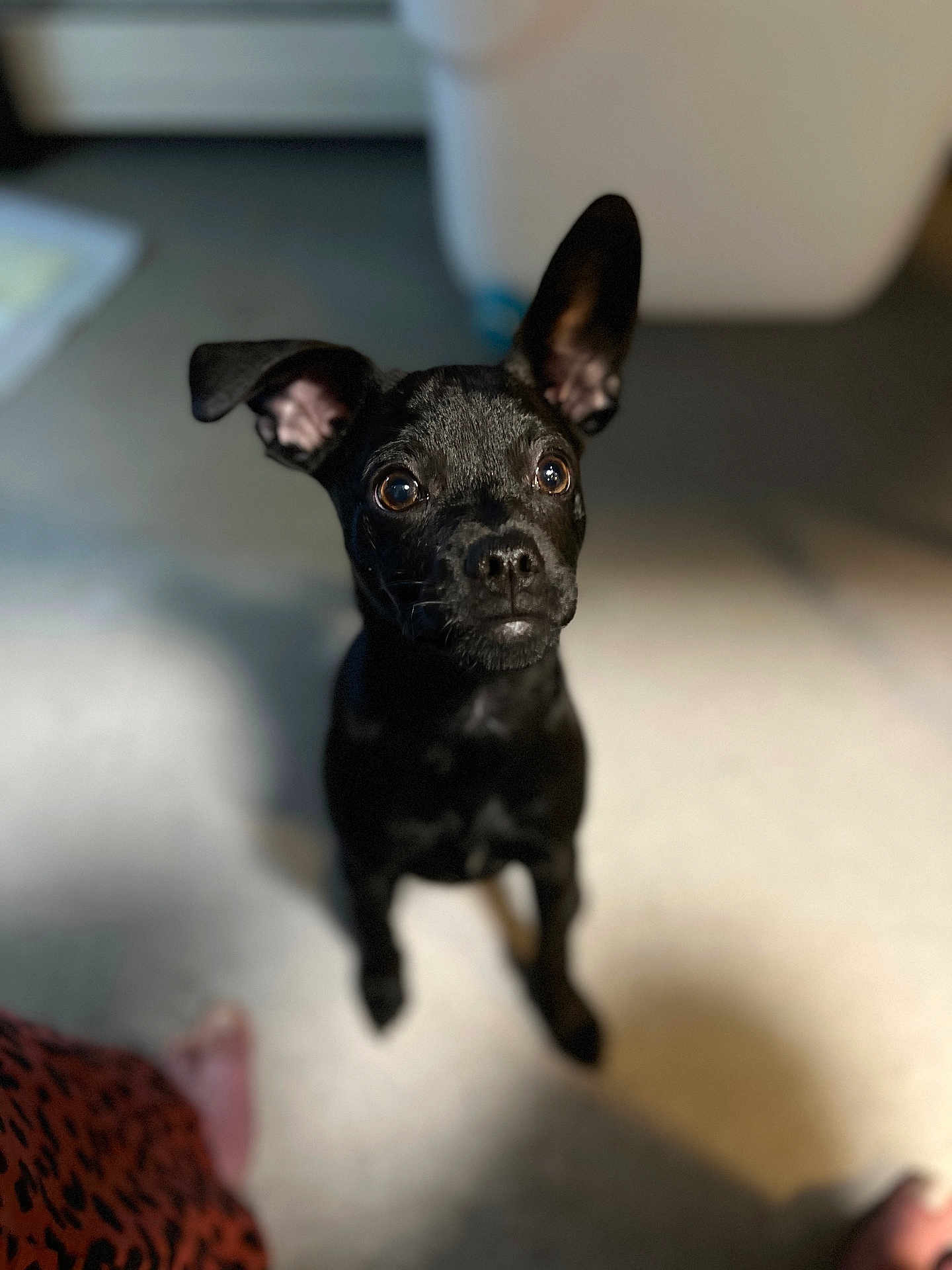 Jared Piglet is registered to the contest to win money with this photo: animal, baby, bulldog, canine, chihuahua, couch, dog, face, frenchbulldog, furniture, head, labradorretriever, person, pet, pitbull, pug, puppy