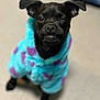 Jared Piglet joined the competition — help win amazing prizes! animal, blanket, bostonbull, boxer, bulldog, canine, chihuahua, clothing, dog, frenchbulldog, knitwear, labradorretriever, pet, pitbull, pug, puppy, snout, sweater, towel
