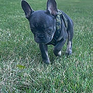 Biggie Smalls is registered to the contest to win money with this photo: dog, puppy, french_bulldog, black_dog, outdoor, grass, lawn, park, standing, walking, animal, pet, canine, ears, short_snout, harness, collar, portrait, daylight, nature