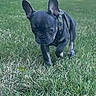 dog, puppy, french_bulldog, black_dog, outdoor, grass, lawn, park, standing, walking, animal, pet, canine, ears, short_snout, harness, collar, portrait, daylight, nature