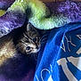 blanket, blue_shirt, bracelet, cat, close_up, colorful, cozy, eyes, fabric, fleece, furry_blanket, indoor, kitten, peeking, person_arm, portrait, sleeping_spot, small_pet, tabby, whiskers