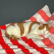 Charly a rejoint le concours — aidez-le/la à gagner de superbes lots ! animal, bed, blanket, cat, comfort, cozy, cute, domestic_animal, feline, fur, home, indoor, orange, pet, pillow, relaxation, resting, sleeping, striped, white