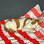 animal, bed, blanket, cat, comfort, cozy, cute, domestic_animal, feline, fur, home, indoor, orange, pet, pillow, relaxation, resting, sleeping, striped, white