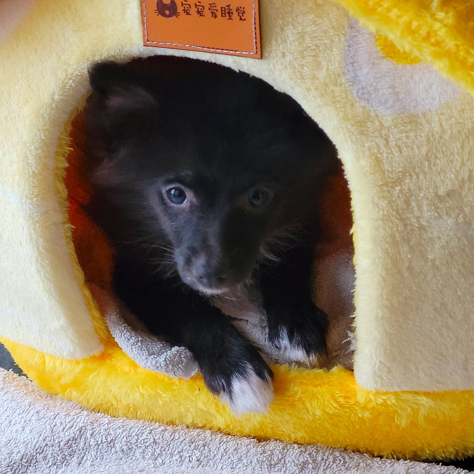 Tessy a rejoint le concours — aidez-le/la à gagner de superbes lots ! black_cat, bombay, canidae, carnivore, cat, cat_supply, companion_dog, dog_breed, domestic_short_haired_cat, eye, fawn, felidae, fur, pet_supply, small_to_medium_sized_cats, sporting_group, tail, terrestrial_animal, whiskers, working_animal