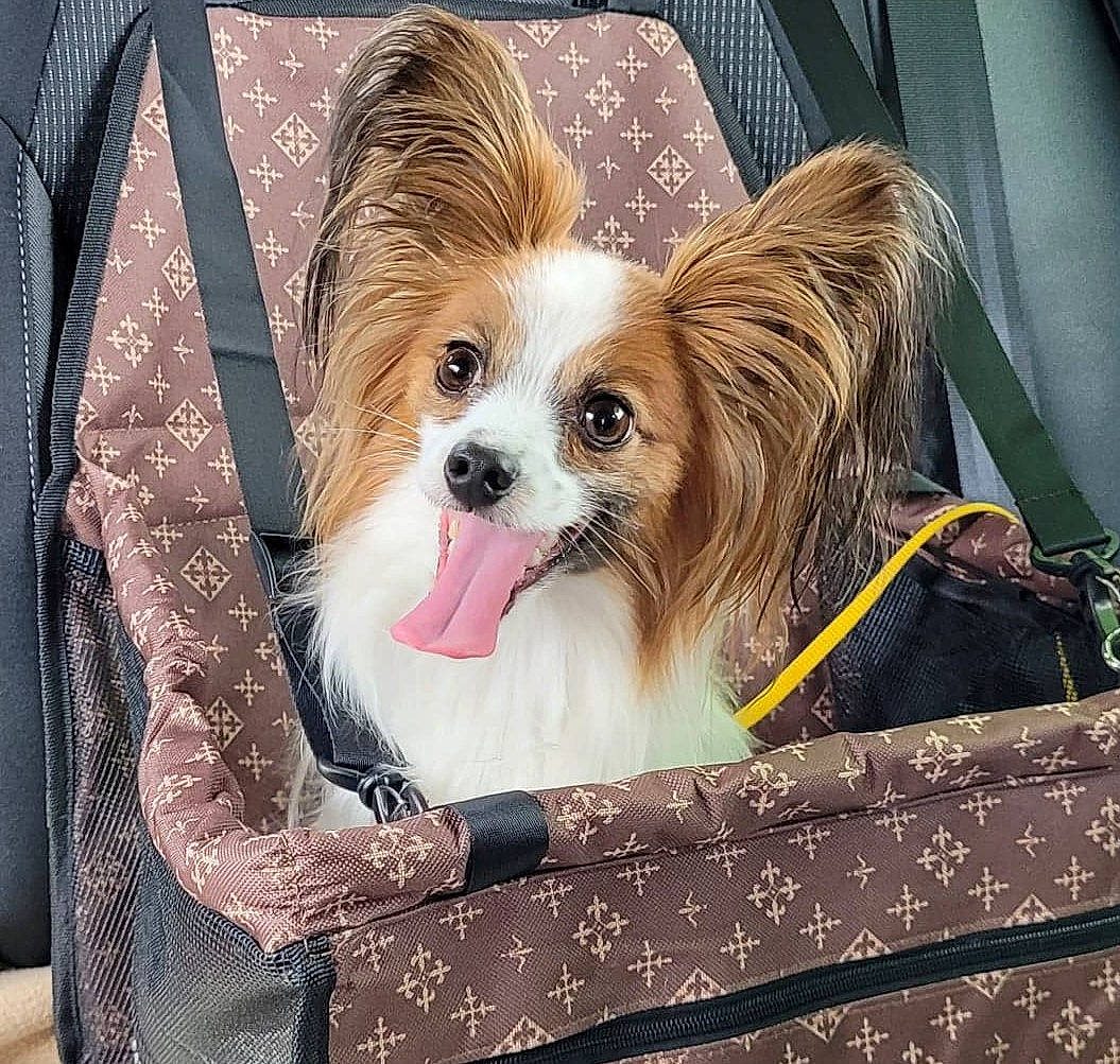 Nugget
