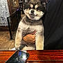 Puccino joined the competition — help win amazing prizes! dog, pomeranian, person, beard, holding, indoor, bar_interior, wooden_table, smartphone, screen_reflection, fluffy, cute, sitting, face, eyes, ears, hand, tiled_floor, menu_board, railing