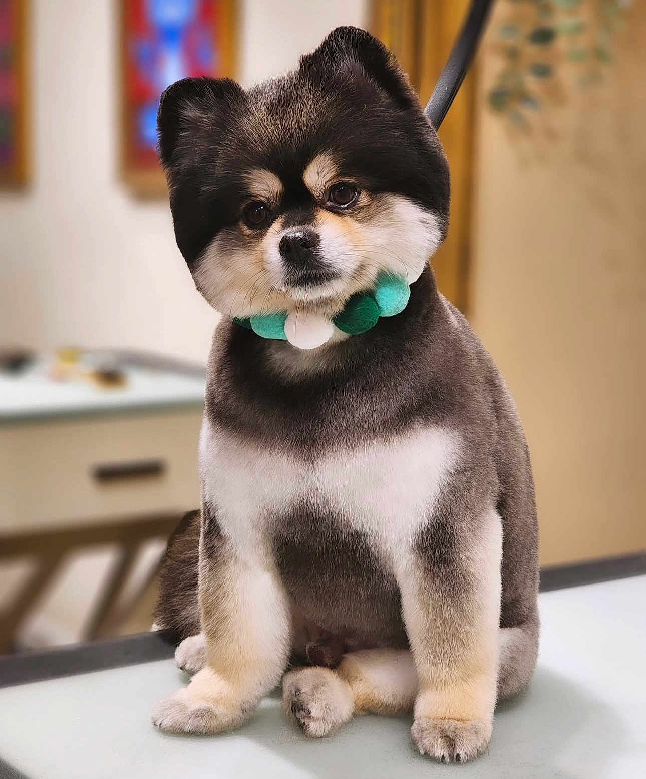 Puccino is registered to the contest to win money with this photo: dog, pomeranian, groomed, fluffy, cute, pet, portrait, sitting, green_collar, table, indoor, eyes, paws, fur, small_dog, companion, studio_lighting, trimming, adorable, animal