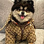 Puccino is registered to the contest to win money with this photo: dog, pomeranian, pet, fur, tongue_out, smiling, couch, cushion, hoodie, jacket, designer_logo, gucci_pattern, chain_necklace, indoor, portrait, paws, eyes, ears, blanket, adorable