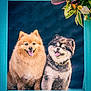 dog, pomeranian, pair, fluffy, fur, tongue_out, smiling, portrait, studio, teal_frame, frame, floral_arrangement, leaves, plant, blue_background, pets, sitting, closeup, cheerful, collar