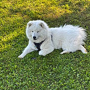 Leia participe au concours pour gagner de l'argent avec cette photo : dog, white_dog, fluffy, grass, outdoor, pet, animal, canine, lying_down, nature, greenery, leisure, harness, summer, sunlight, fur, mammal, resting, cute, peaceful