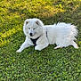 dog, white_dog, fluffy, grass, outdoor, pet, animal, canine, lying_down, nature, greenery, leisure, harness, summer, sunlight, fur, mammal, resting, cute, peaceful