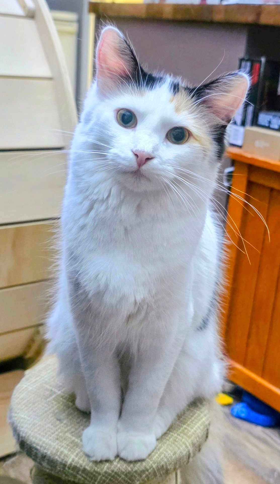 Angel is registered to the contest to win money with this photo: cat, white_cat, sitting, indoor, furniture, stool, curious, cute, pet, animal, feline, whiskers, ears, eyes, fur, domestic, household, wood, cozy, closeup