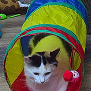 Angel joined the competition — help win amazing prizes! cat, play_tunnel, toy, indoor, floor, pet, colorful, red, yellow, blue, green, white, black, calico, feline, cute, animal, relaxed, whiskers, curious