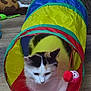 cat, play_tunnel, toy, indoor, floor, pet, colorful, red, yellow, blue, green, white, black, calico, feline, cute, animal, relaxed, whiskers, curious