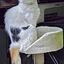 Angel is registered to the contest to win money with this photo: cat, white_cat, black_patches, orange_tail, fluffy_fur, cat_tree, cat_bed, indoor, pet, animal, feline, curious, perched, toy, cozy, domestic_cat, looking_up, household, resting_spot, playful