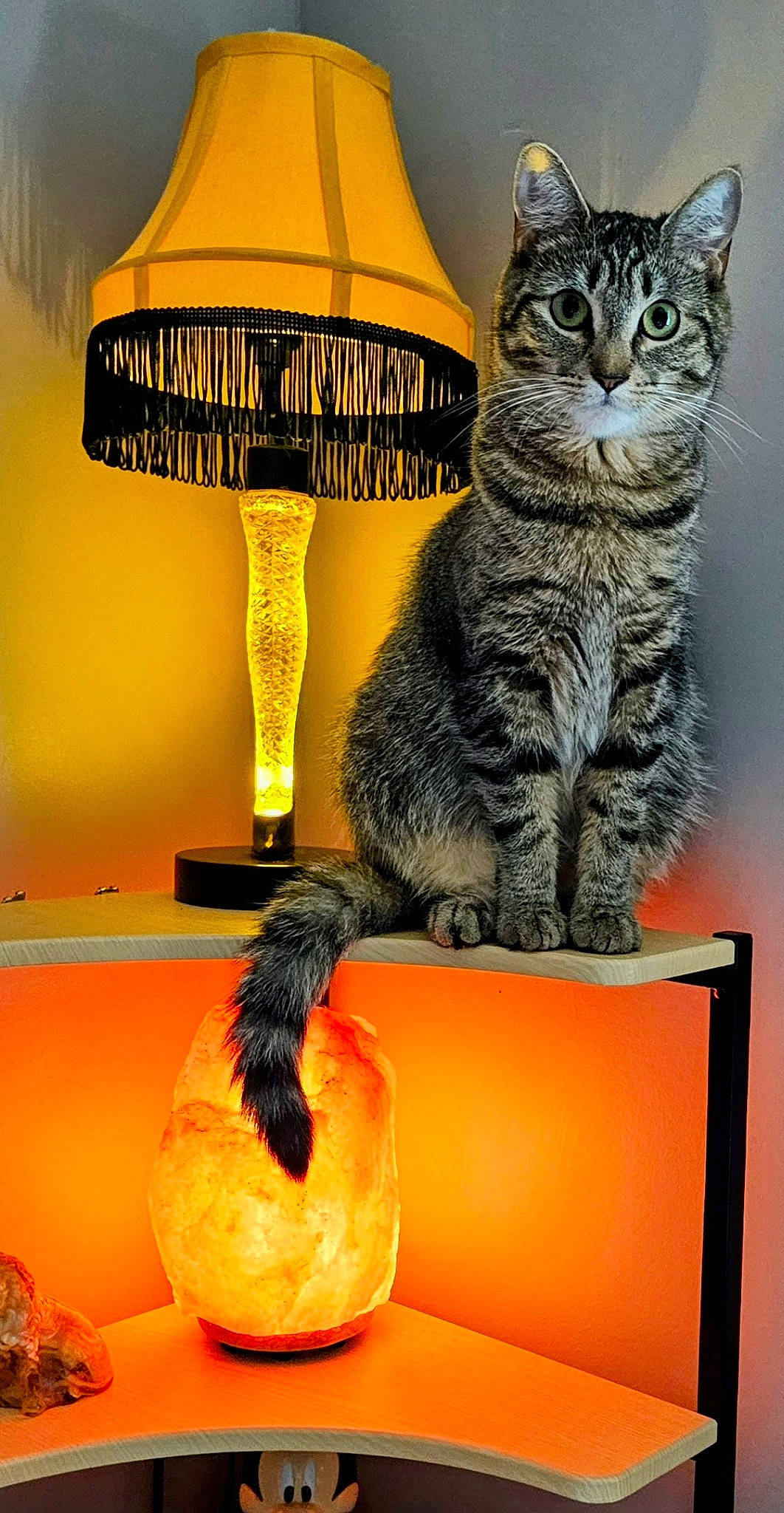 Maggie joined the competition — help win amazing prizes! carnivore, cat, cat_supply, domestic_short_haired_cat, fashion_accessory, felidae, fur, lamp, light, lighting, pet_supply, rectangle, small_to_medium_sized_cats, table, tail, toy, umbrella, whiskers, window, yellow