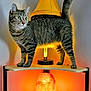 Maggie is registered to the contest to win money with this photo: art, artifact, carnivore, cat, cat_supply, creative_arts, felidae, interior_design, lighting, orange, pottery, room, serveware, shelf, small_to_medium_sized_cats, still_life_photography, tail, whiskers, window, yellow
