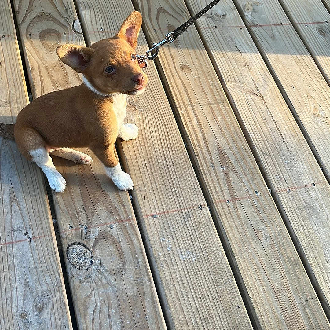 Bellatrix Pensel joined the competition — help win amazing prizes! animal, brown, canine, companion, curious, daylight, dog, floor, footwear, leash, outdoor, pet, puppy, shadow, shoe, sitting, small_dog, sunlight, white, wooden_deck