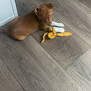 Bellatrix Pensel joined the competition — help win amazing prizes! animal, brown_dog, collar, curious, cute, dog, domestic, floor, home, indoor, looking, lying_down, pet, puppy, relaxed, toy, white_paws, wooden_floor, yellow_toy, young_dog