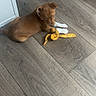 animal, brown_dog, collar, curious, cute, dog, domestic, floor, home, indoor, looking, lying_down, pet, puppy, relaxed, toy, white_paws, wooden_floor, yellow_toy, young_dog