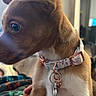 Bellatrix Pensel is registered to the contest to win money with this photo: animal, blanket, brown, closeup, collar, cozy, curious, cute, dog, domestic, fur, indoor, looking, pet, puppy, sitting, small, tag, white, young