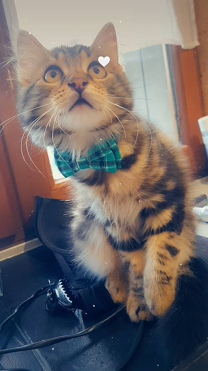 Ruby a rejoint le concours — aidez-le/la à gagner de superbes lots ! box, carnivore, cat, claw, domestic_short_haired_cat, electric_blue, fawn, felidae, fur, paw, sitting, small_to_medium_sized_cats, tail, whiskers