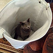 Stormy is registered to the contest to win money with this photo: cat, gray_cat, laundry_basket, fabric_basket, indoor, curious, yellow_eyes, furniture, rug, brown_couch, home, pet, animal, cozy, sitting, looking_up, soft_light, floor, texture, collar