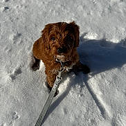 Teddy is registered to the contest to win money with this photo: puppy, dog, snow, leash, outdoor, pet, cute, brown_fur, winter, animal, playful, small_dog, fur, shadow, sunlight, looking_up, adorable, cold, nature, walking