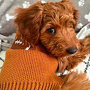 Teddy is registered to the contest to win money with this photo: adorable, animal, blanket, brown_fur, closeup, cozy, cute, dog, fur, indoor, knitwear, looking_back, paw_prints, pet, portrait, puppy, snuggling, soft, sweater, warm
