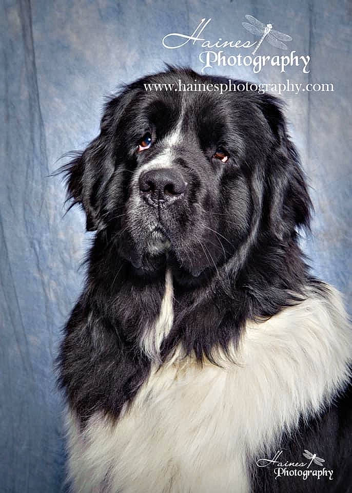 Smokey Lonesome joined the competition — help win amazing prizes! ancient_dog_breeds, bucovina_shepherd_dog, canidae, carnivore, caucasian_shepherd_dog, companion_dog, dog, dog_breed, giant_dog_breed, karakachan_dog, landseer, mammal, moscow_watchdog, newfoundland, pyrenean_mastiff, rare_breed_dog, sporting_group, vertebrate