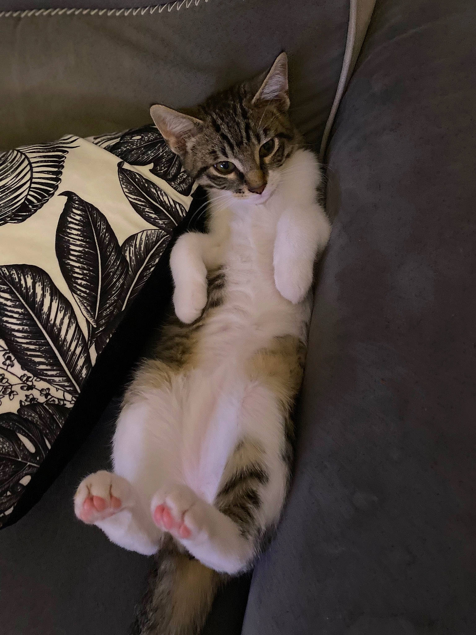 Baloo a rejoint le concours — aidez-le/la à gagner de superbes lots ! bed, carnivore, cat, claw, comfort, domestic_short_haired_cat, eye, fawn, felidae, foot, fur, gesture, human_leg, linens, nap, paw, small_to_medium_sized_cats, snout, tail, whiskers